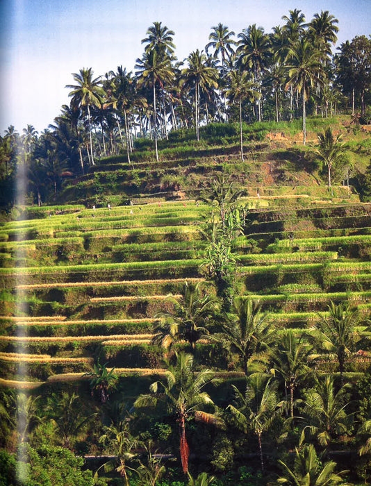 Bali: The Legendary Isle Supply